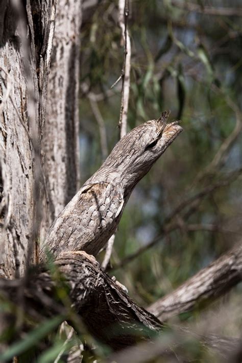 Now you see them: Can you spot these camouflaged critters? | New York Post