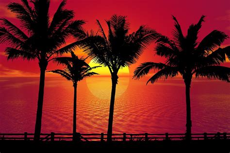 Download Sunset, Palm Trees, Tropical. Royalty-Free Stock Illustration ...