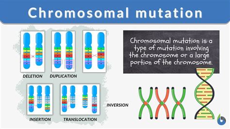 Chromosomal mutation - Definition and Examples - Biology Online Dictionary