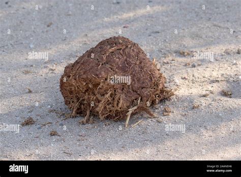 Fresh Elephant poo from African Desert Elephant Stock Photo - Alamy