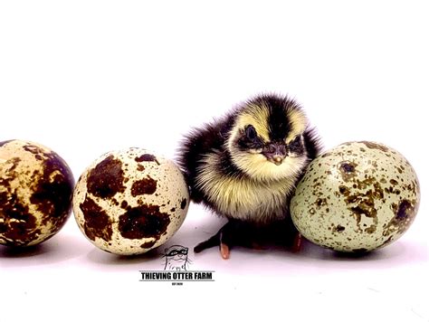 Monthly Coturnix Quail Hatching Egg Subscription — Thieving Otter Farm