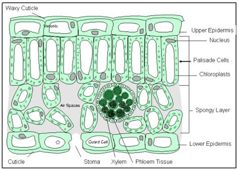 Plant Cell Structure - RobynsRevision