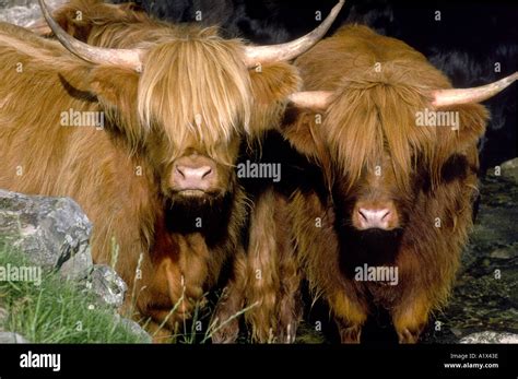 Scottish Highland Cattle Stock Photo - Alamy