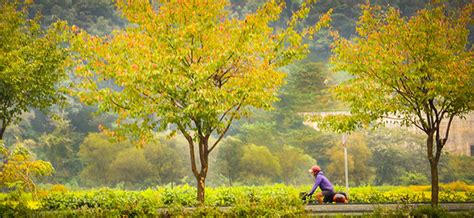 chuncheon maple season,fall foliage trip korea 2016,namiseom island ...