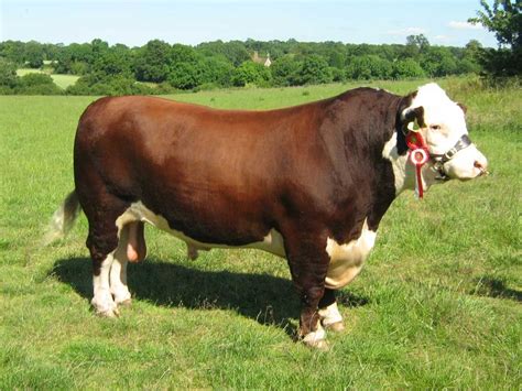 Ruckmans Farm : Our Pedigree Hereford cattle herd | Kühe, Hirsche, Stier