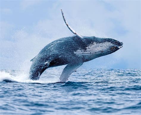 Why Do Whales Jump Out Of The Water? - WorldAtlas