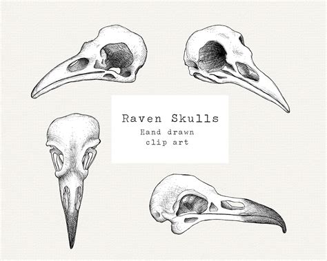 Bird Skull Drawing