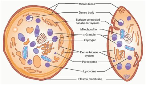 Platelet Structure And Function