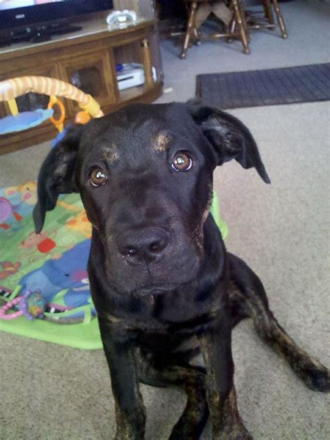 Luna - Adorable Corso pup adopted from CCR | Cane corso, Cane corso ...