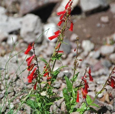 Firecracker Penstemon | Star Nursery Garden and Rock Centers