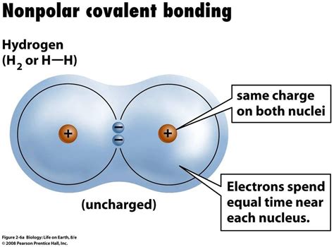 b. Biomolecules - BIOLOGY4ISC