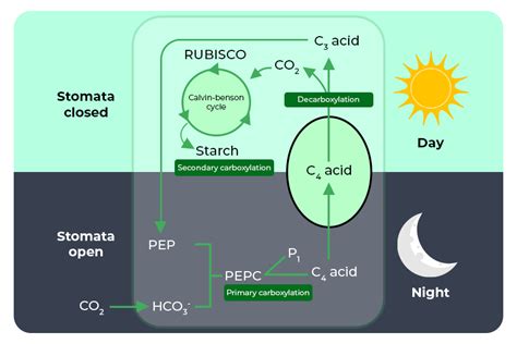 Why does Photorespiration not occur in CAM Plants? - GeeksforGeeks