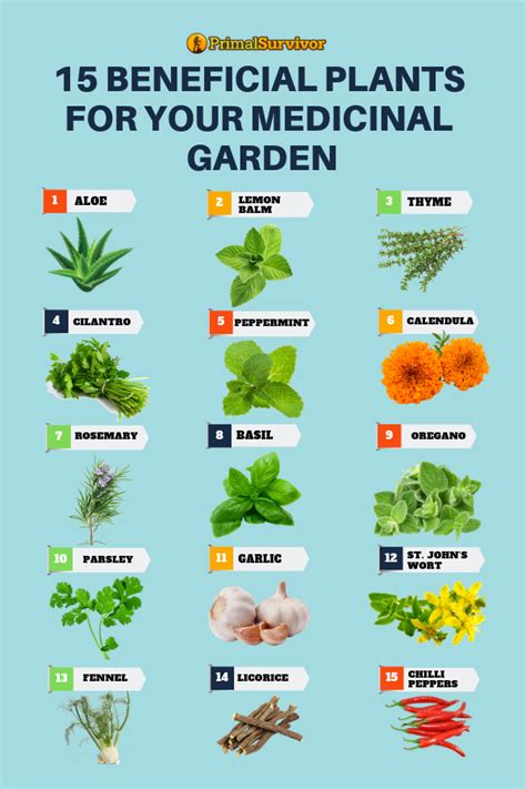 54 Square Foot Medicinal Garden Plan in 2020 | Medicinal herbs garden ...