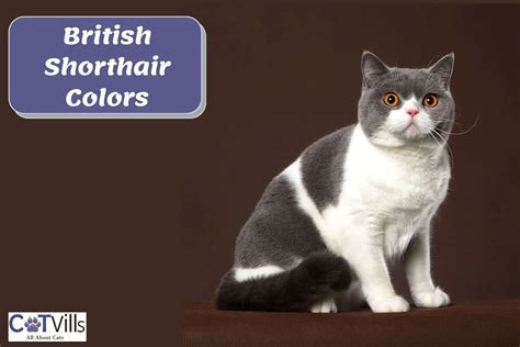 Stunning British Shorthair Colors: 23 Popular Ones