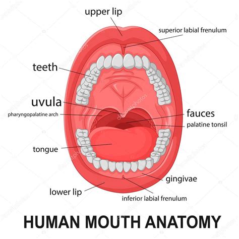 Human Mouth Anatomy - Anatomy Book