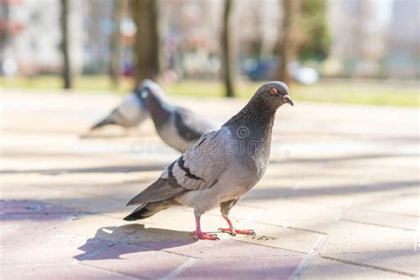 City Bird Pigeon, a Carrier of Dangerous Diseases Stock Image - Image ...