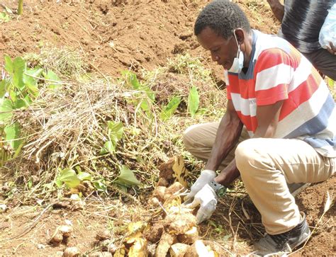 Farmers Trained in Best Practices for Yam Cultivation – The Barnacle News