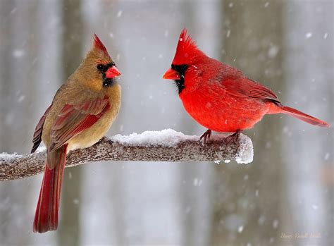 Northern cardinals | Beautiful birds, Pet birds, Cardinal birds