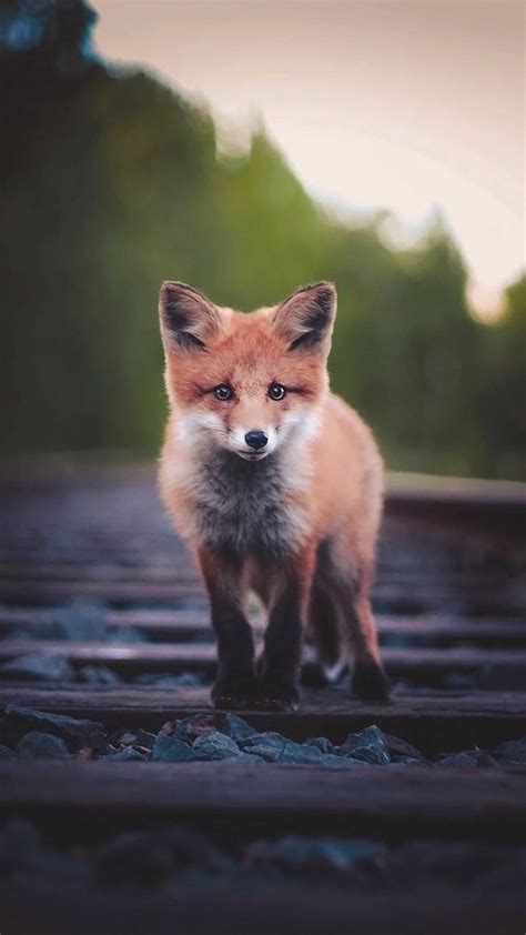 Download Baby Red Fox Animal Walking Through Railway Wallpaper ...