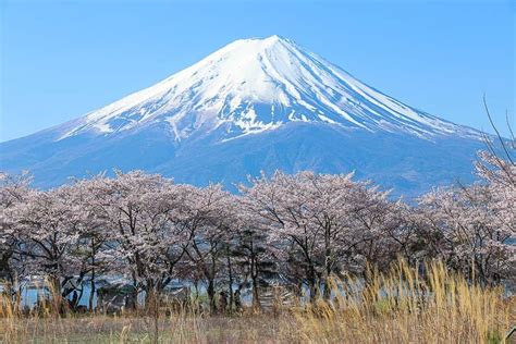 Cherry Blossom Reports 2023 - Mount Fuji: Full Bloom