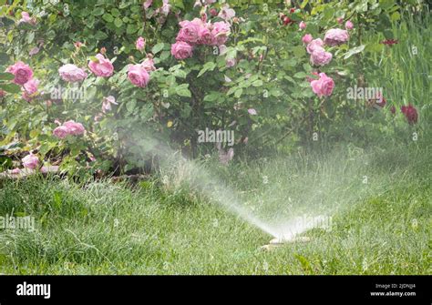 water sprinkler running in a backyard lawn with pink and red rose ...