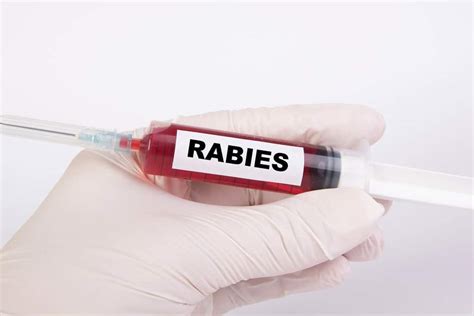 How to cure rabies in humans naturally - My Life With No Drugs