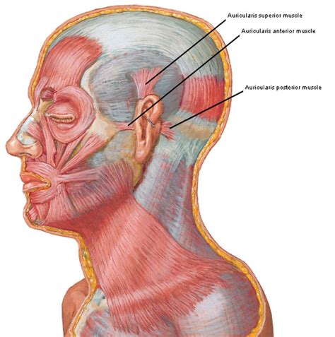 ear lobes – Outlander Anatomy