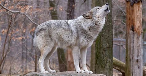 Do Wolves Really Howl at the Moon? - A-Z Animals