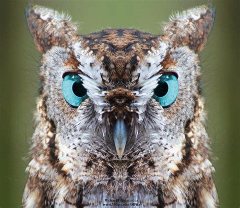 Screech Owl Blue Eyes | Screech owl, Owl photos, Owl pet