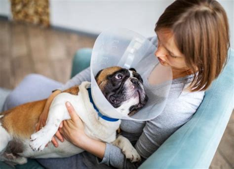 Dog Surgery Aftercare FAQs | PetMD