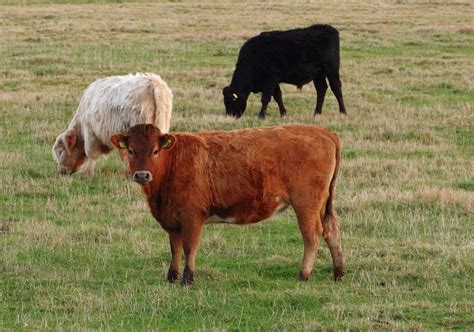 Three Rare Breed Cattle Photograph by Jeff Townsend - Fine Art America