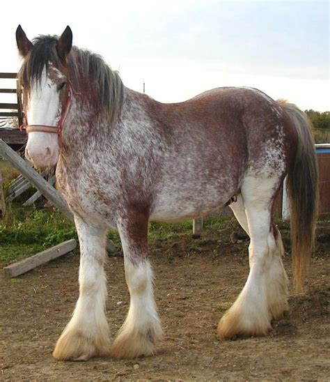 Best 25+ Clydesdale horses for sale ideas on Pinterest | Pretty horses ...