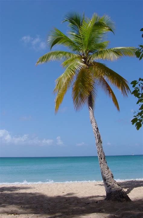 Beach Palm Trees