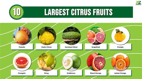 Citric Acid Fruits