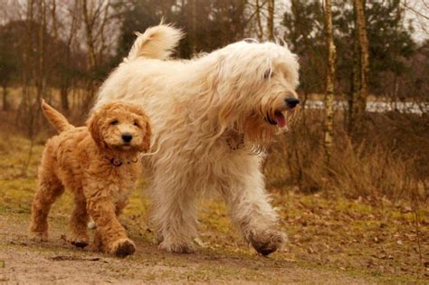 10 Most Popular Poodle Mix Dog Breeds | HubPages