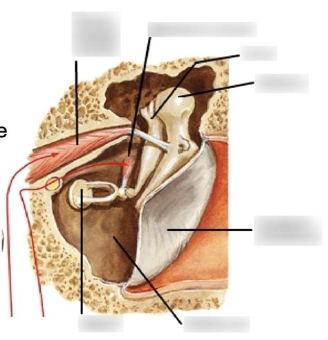 Middle Ear Muscles Diagram | Quizlet