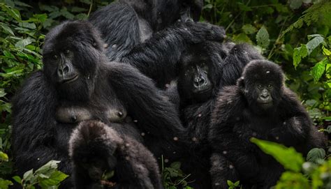 Mountain Gorilla Conservation | Virunga National Park