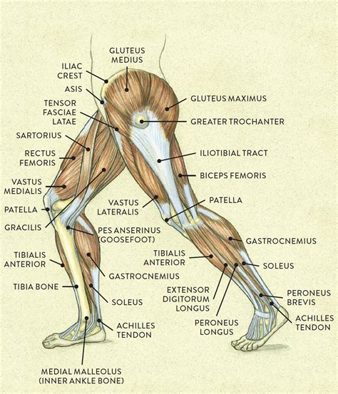 Human Body Muscles Side View : Anatomy Muscular Muscle Male Guide ...