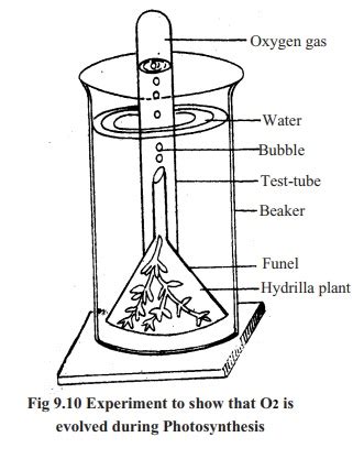 Some Experiments on Photosynthesis