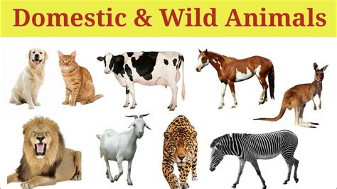 Domestic Animals Name and Wild Animals Name - YouTube