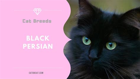 Black Persian Cat Breed - Facts, Origin, History and Personality Traits