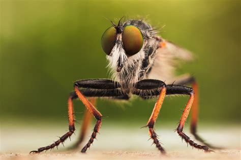 Incredible High Quality Macro Photography of Insects [20 Pics] | I Like ...