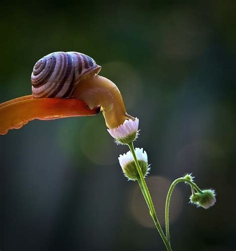 Insect Photography - 18 Beautiful and Creatively Taken Photos of Snails