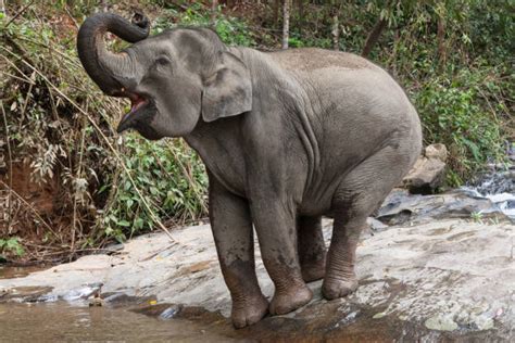 Elephants Asiatiques Stock Photos, Pictures & Royalty-Free Images - iStock