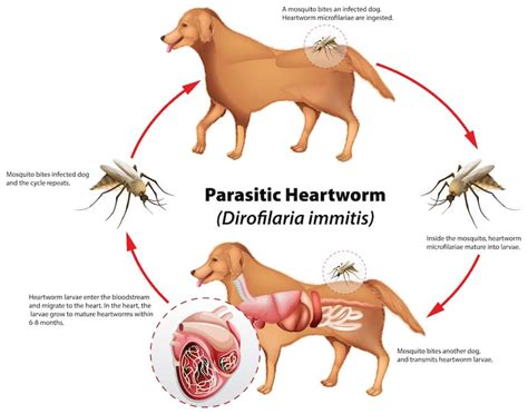 What Are The Signs And Symptoms Of Heartworms In Dogs?