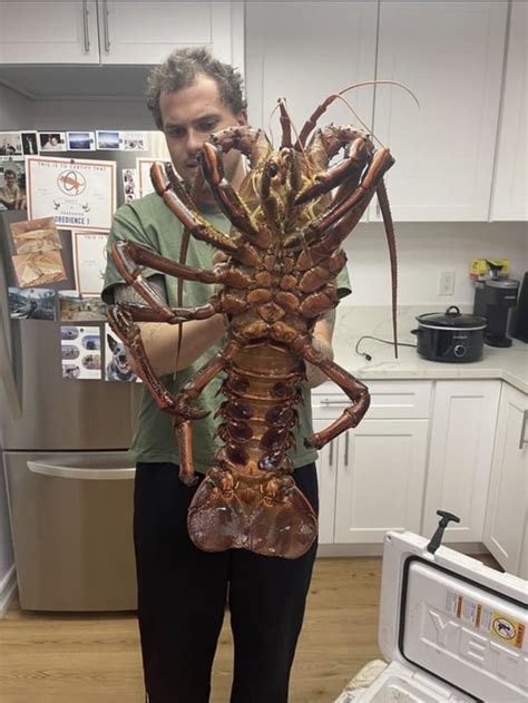 This giant Lobster : r/AbsoluteUnits