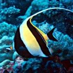 Moorish Idol: Facts, Characteristics, Habitat and More | Animal Place