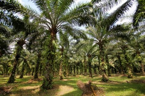 Perkebunan Kelapa Sawit dan Hutan Kita Halaman 1 - Kompasiana.com