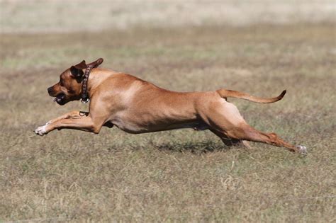 Rhodesian Ridgeback Hunting Lions