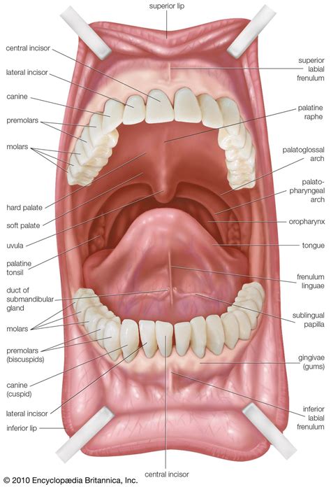 Soft palate | Definition, Anatomy, & Function | Britannica